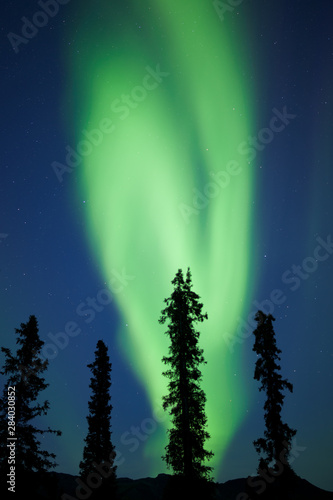 Yukon taiga spruce Northern Lights Aurora borealis