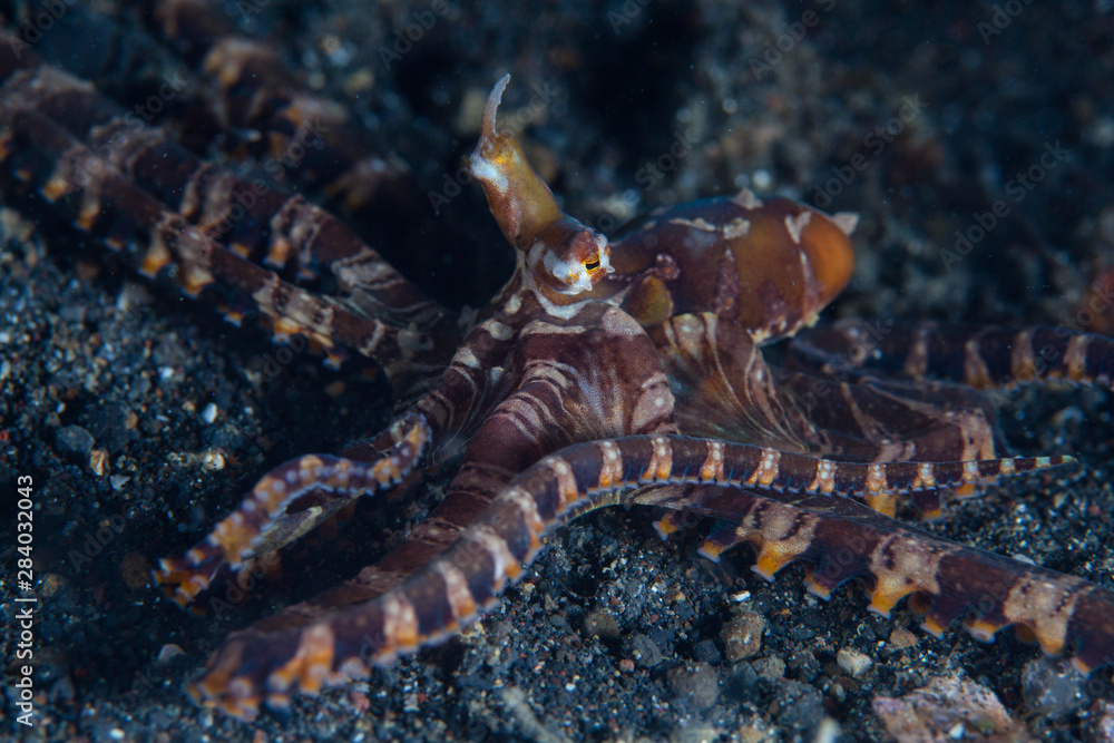 A Wonderpus octopus, Wunderpus photogenicus, crawls on black sand in Lembeh Strait, Indonesia. This area, along the edge of Sulawesi, is known to harbor an extraordinary array of bizarre marine life. A Wonderpus octopus, Wunderpus photogenicus, crawls on black sand in Lembeh Strait, Indonesia. This area, along the edge of Sulawesi, is known to harbor an extraordinary array of bizarre marine life.