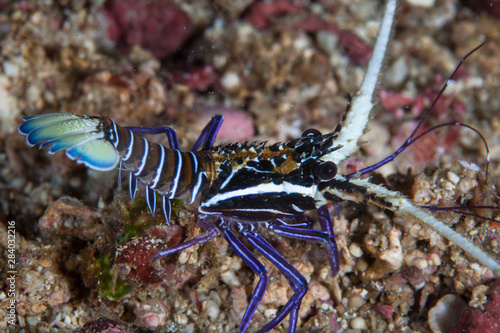 A juvenile Painted spiny lobster  Panulirus versicolor  crawls out of a reef crevice in Raja Ampat  Indonesia. This remote region is known as the heart of the Coral Triangle due to its biodiversity.