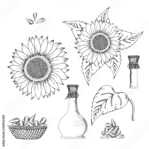 Sunflower seed and flower vector drawing set. Hand drawn isolated illustration. Food ingredient vintage sketch.