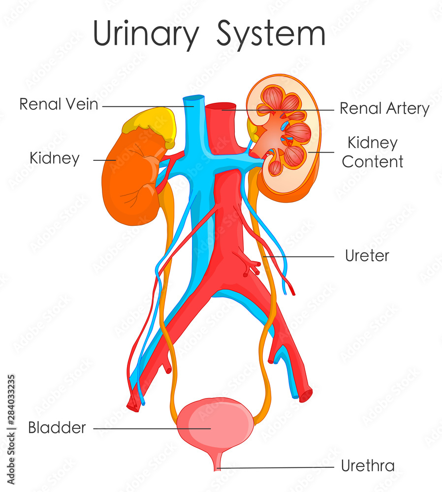 Draw a neat and well labelled diagram of human excretory system.