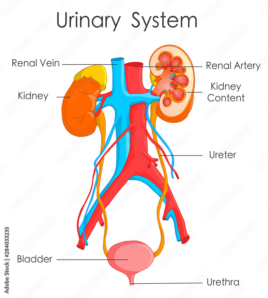 Urinary system. Detailed human kidney anatomy. Annotated urine urinary