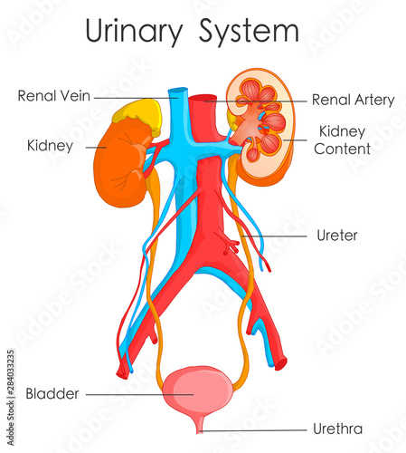 Tableau sur Toile Urinary system