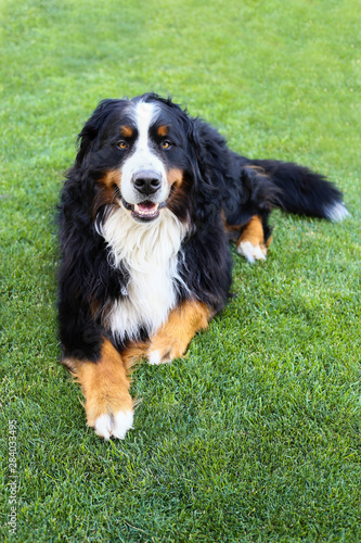 Happy family smiling bernese mountain dog lying on green grass