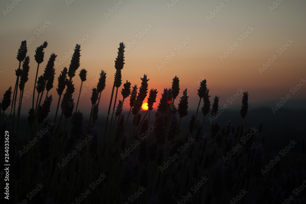 beautiful sunset in lavender field