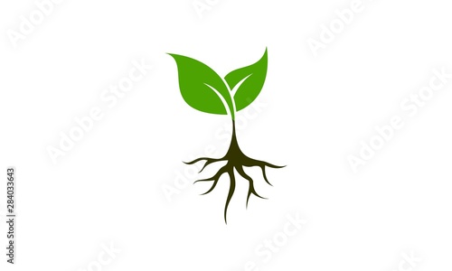 Plant icon vector