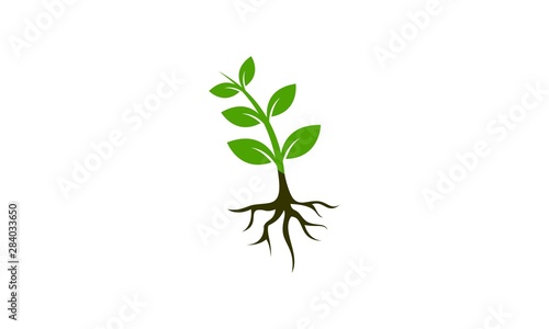 Plant illustration vector