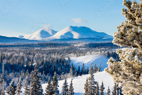Taiga winter snow landscape Yukon Territory Canada