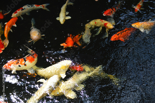 Mirror carp is popular among Thai people,so they like raising this kind of fish in house,garden,resort,and hotel