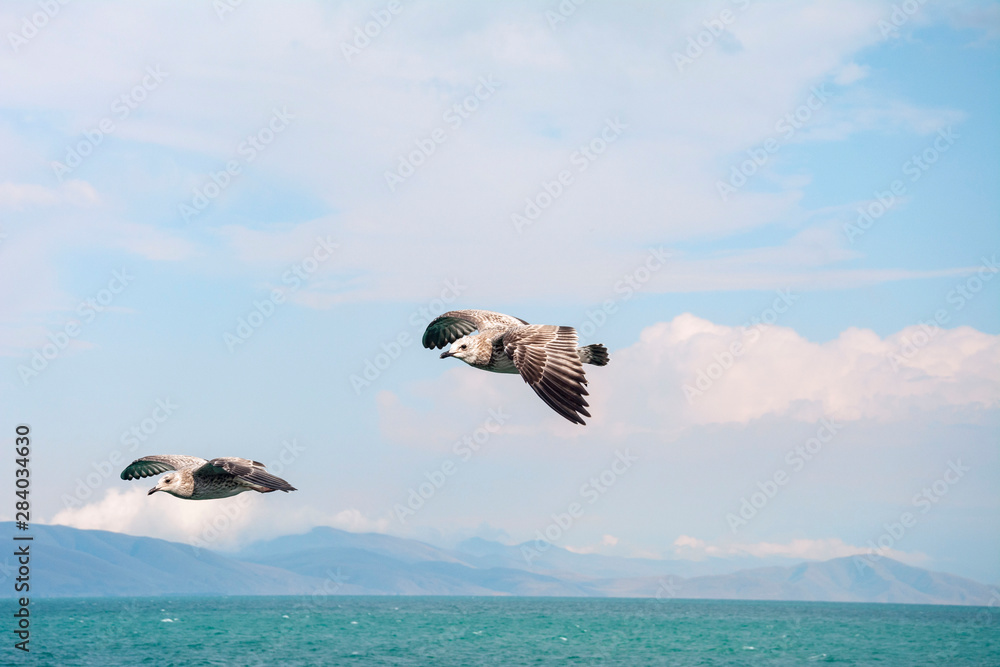 Naklejka premium albatrosse fliegen über dem See