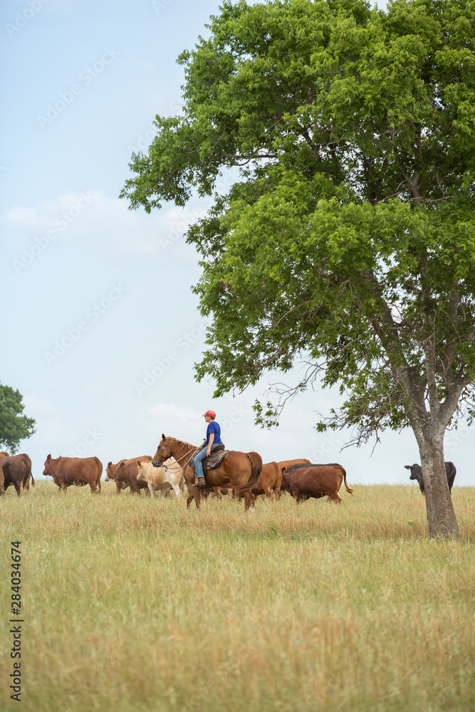 Fototapeta premium Moving cattle