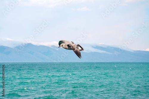 albatrosse fliegen über dem See