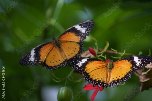 two butterflies © Angelica