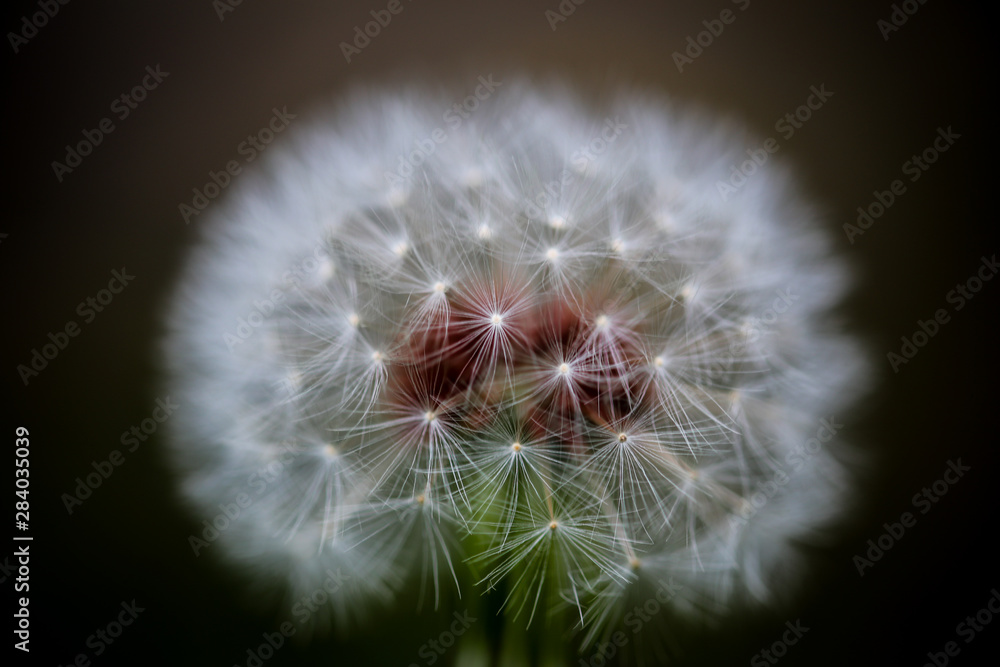 Fototapeta premium macro of dandelion on black background of blue sky