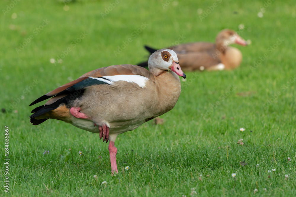 Egyptian goose (Alopochen aegyptiaca) on a meadow in a park Egyptian goose (Alopochen aegyptiaca) on a meadow in a park