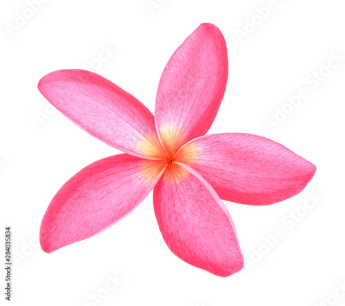 beautiful Plumeria rubra Linn on a white background