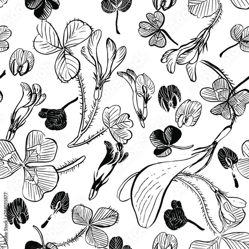 Seamless pattern with meadow flower - subterranean clover.