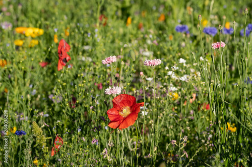 Beautiful wildflower meadow in a german park