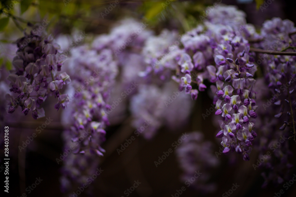 Fototapeta premium clusters of purple flowers,Wisteria tree