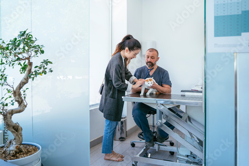 Professional veterinarian doing a full exam to an ill cat. Lifestyle with animals. Indoors white clinic.
