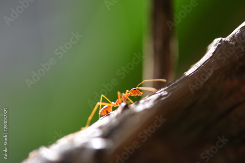 Ant action standing on tree branch - Close up fire ant walk macro shot insect in nature red ant is very small selective focus and free space © Bigc Studio