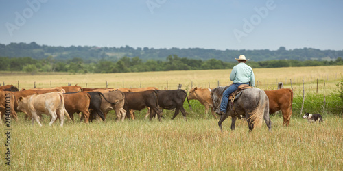 Moving cattle © Carrie