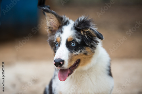 Portrait of an Australian Shepherd