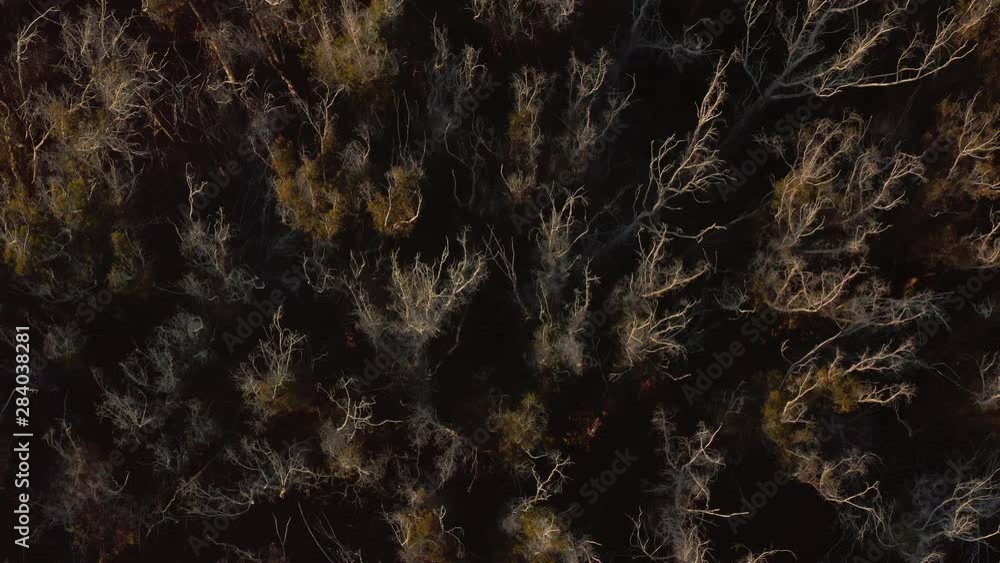 Top down birds eye view of abstract tree forest Top down birds eye view of abstract tree forest