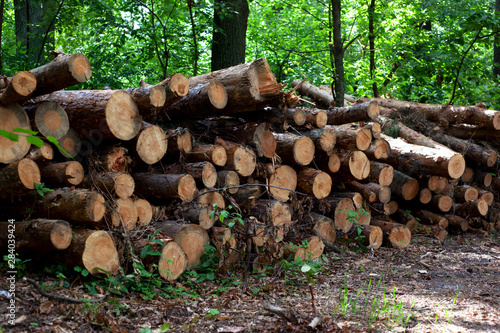 pile of felled pine trees in the forest