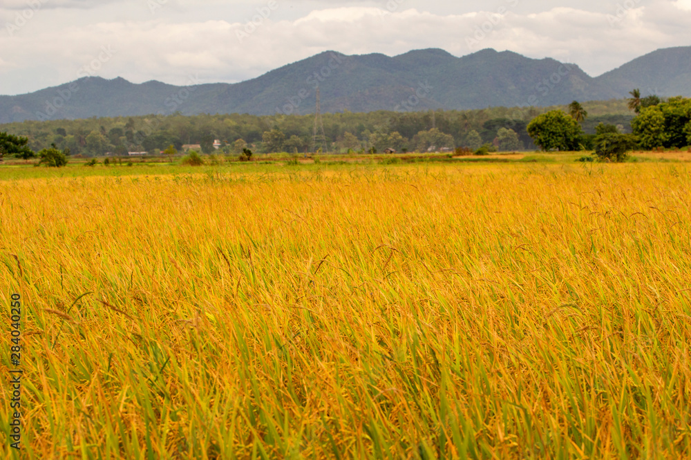 rice field thailand