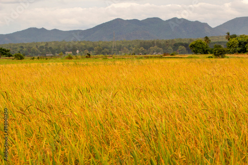 rice field thailand
