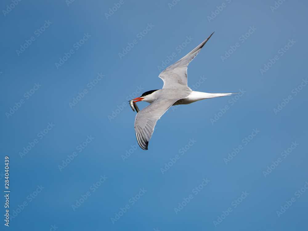 Common Tern with capelin fish in flight against blue sky