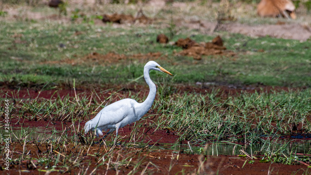 Fototapeta premium African spoonbill