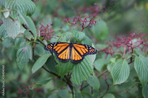 monarch butterfly
