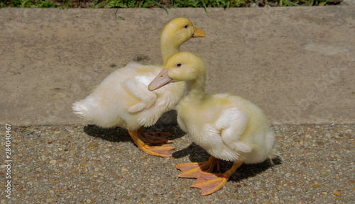 Two yellow ducklings hang out together