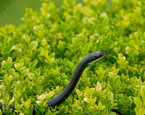 Side view of a black racer snake in a bush