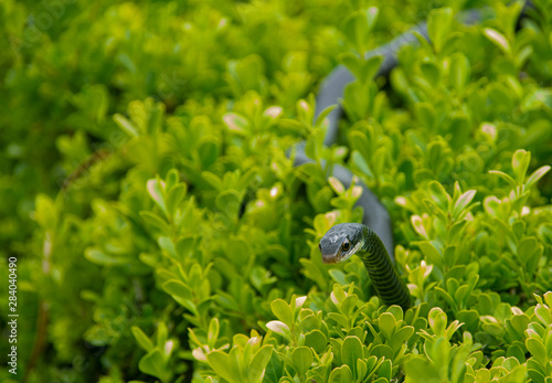 Fototapeta Black racer snake in a bush looking at the camera