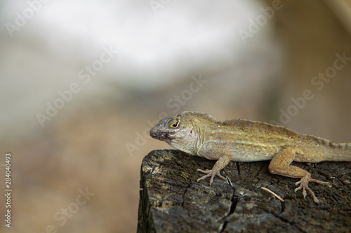 A Lizard hanging out on a wooden post
