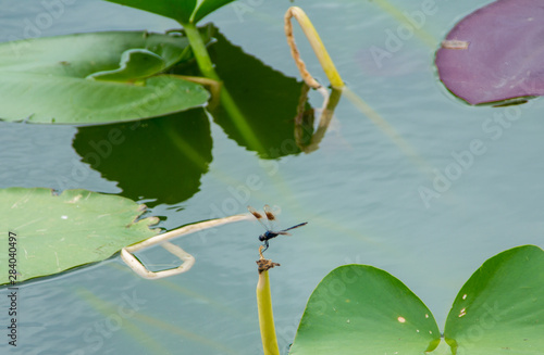 Dragon fly resting on a lily stem