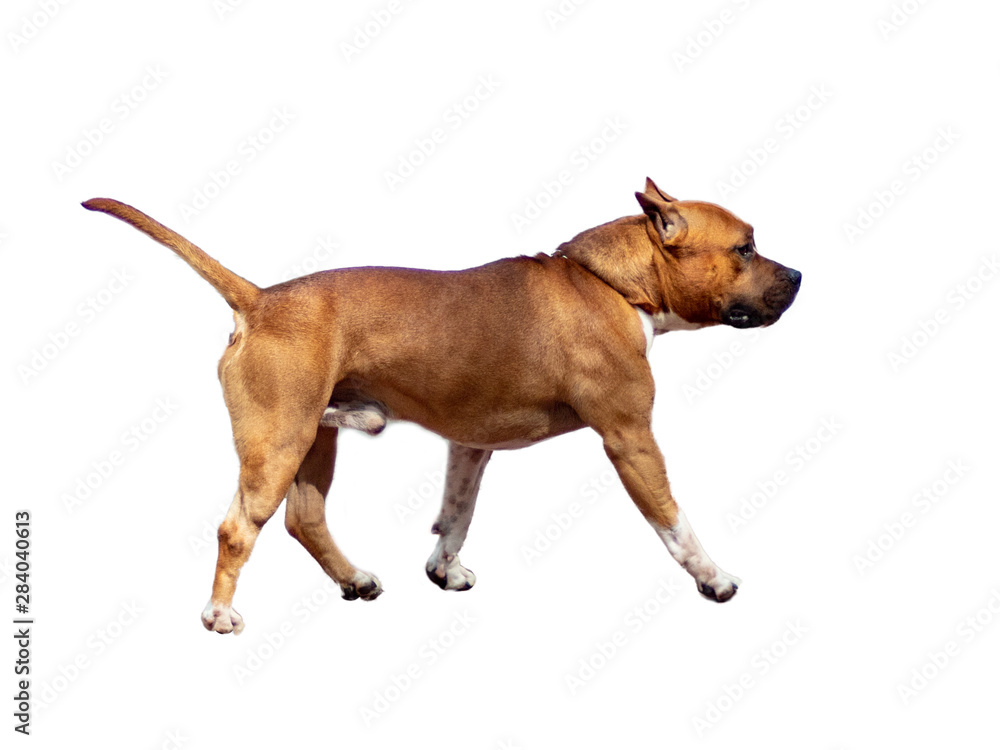 Dog american staffordshire terrier. Isolated on white background. Dog american staffordshire terrier. Isolated on white background.