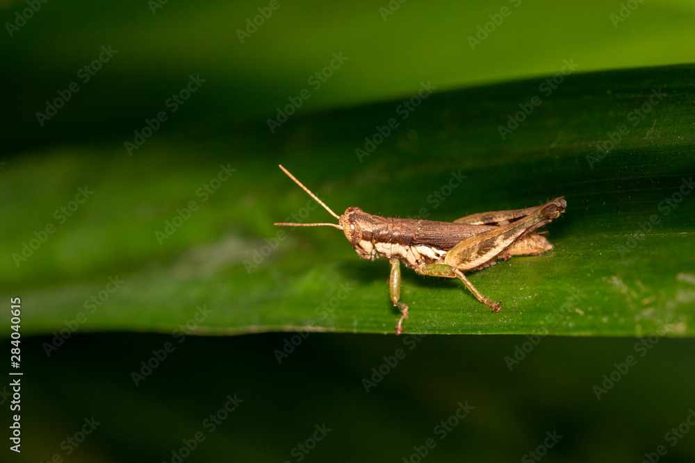 Macro shot of brown grasshopper on the green leaf nature background Macro shot of brown grasshopper on the green leaf nature background