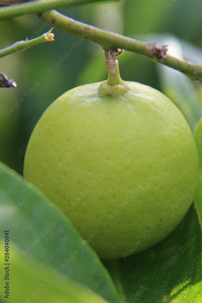 Lime On The Tree
