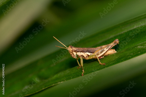 Macro shot of brown grasshopper on the green leaf nature background