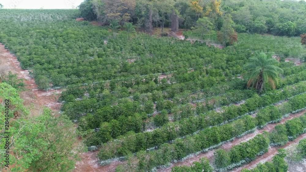 Coffee plantation with calcareous on the leaves. Care of the planting. Coffee plantation with calcareous on the leaves. Care of the planting.