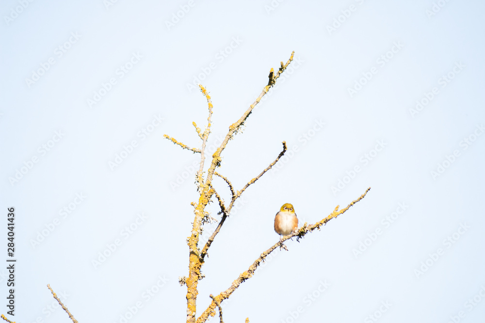 Bird on branch in tree with sky background. Wildlife nature background. Zosterops lateralis silvereye waxeye in New Zealand. Wild birds. Bird on branch in tree with sky background. Wildlife nature background. Zosterops lateralis silvereye waxeye in New Zealand. Wild birds.