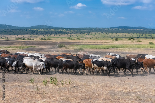 Herd of zebus walking in Tanzania, African landscape in background © Pascale Gueret