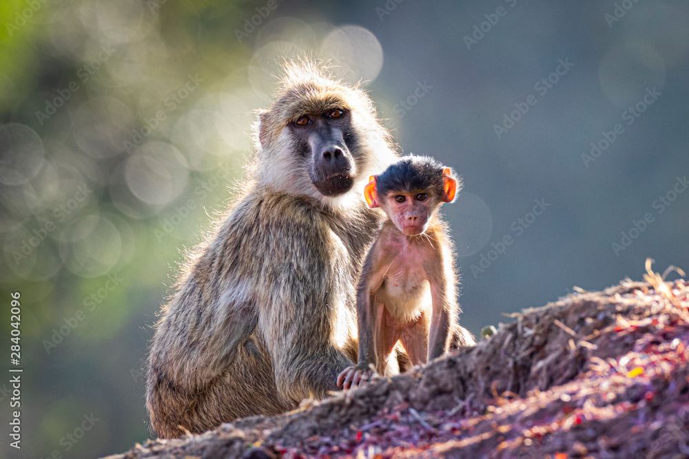 Naklejka premium Baboon mother and baby