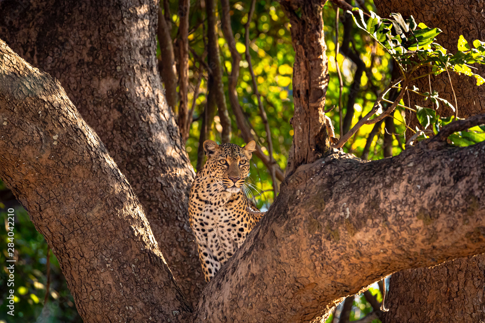 Leopard in tree V