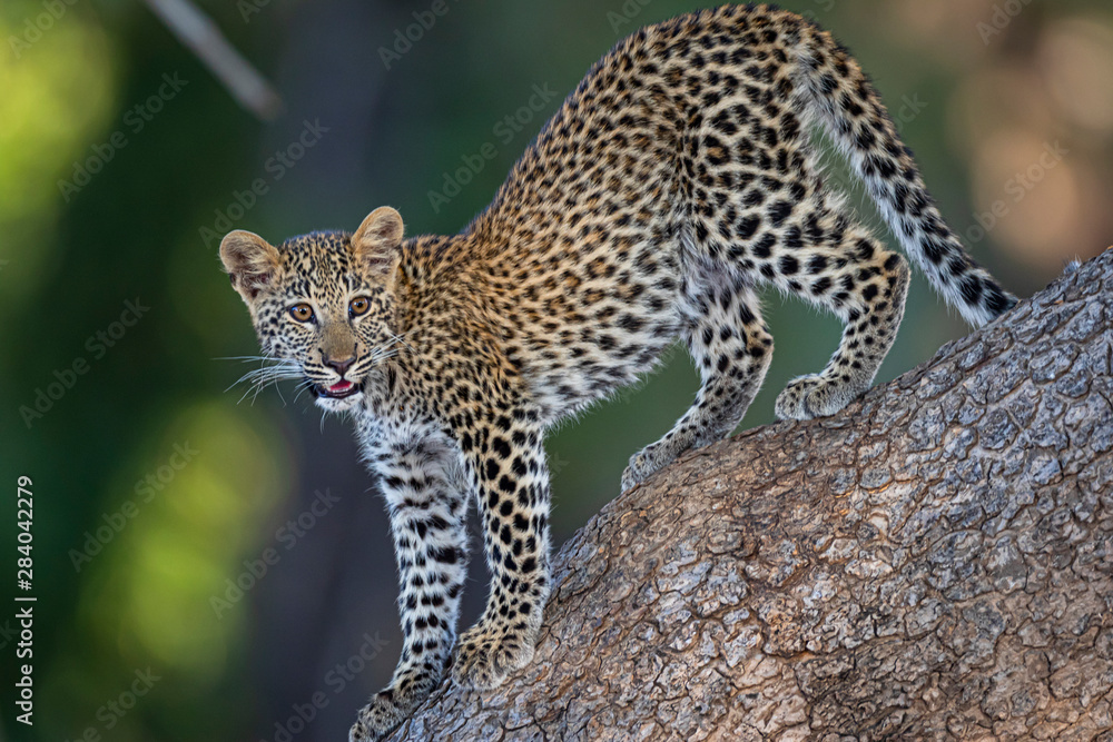 Leopard cub in tree Leopard cub in tree