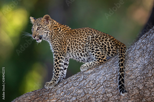 Leopard cub in tree2